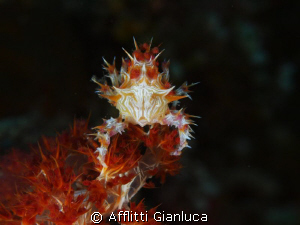 soft coral crab by Afflitti Gianluca 